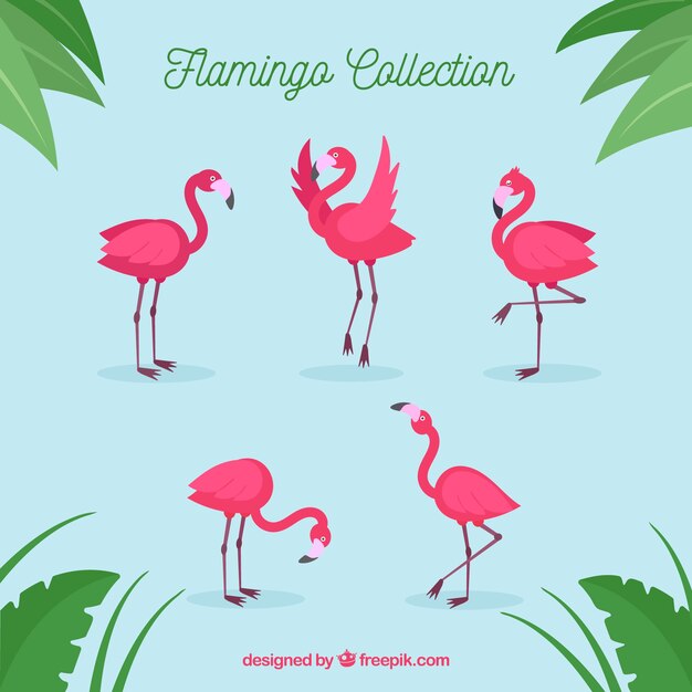 Conjunto de flamencos rosa con poses diferentes