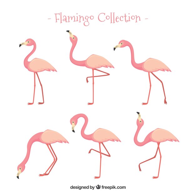 Conjunto de flamencos rosa con poses diferentes