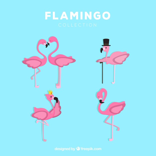 Conjunto de flamencos rosa con poses diferentes