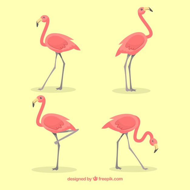 Conjunto de flamencos rosa con posturas diferentes