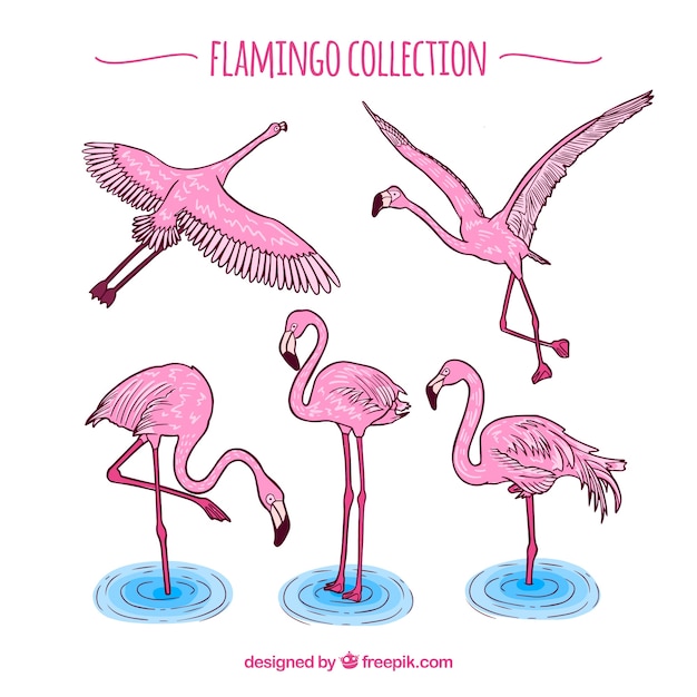 Vector gratuito conjunto de flamencos rosa con posturas diferentes