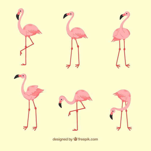 Conjunto de flamencos rosa con posturas diferentes