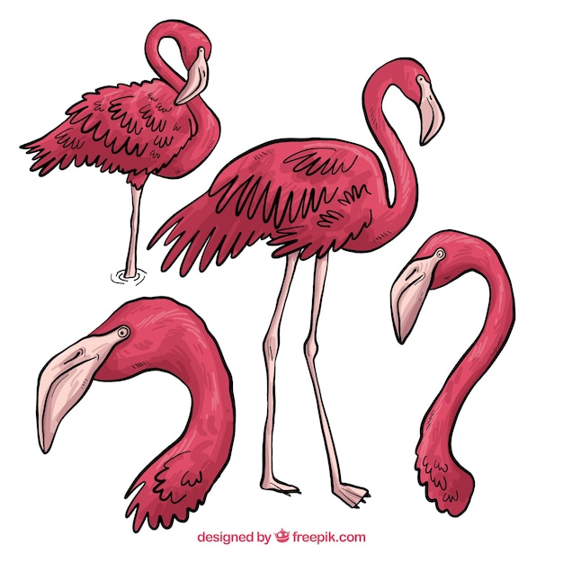 Conjunto de flamencos rosa con posturas diferentes