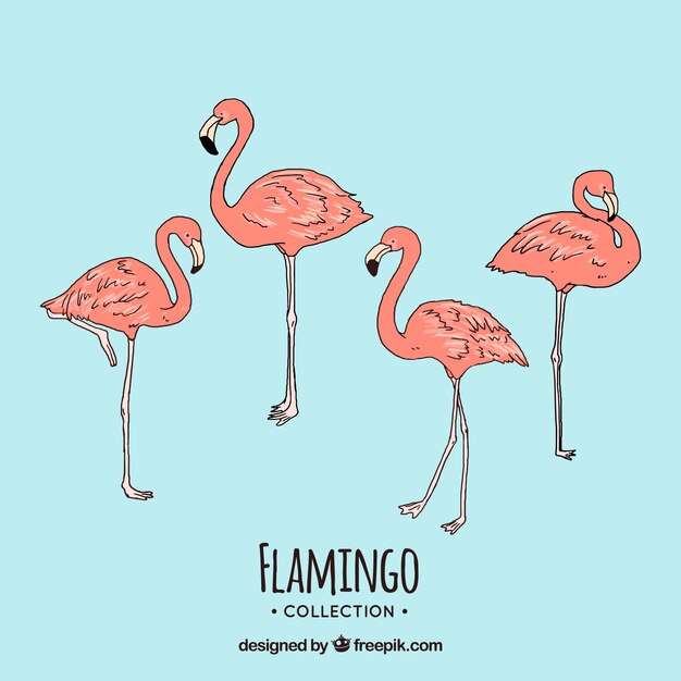 Conjunto de flamencos rosa con posturas diferentes