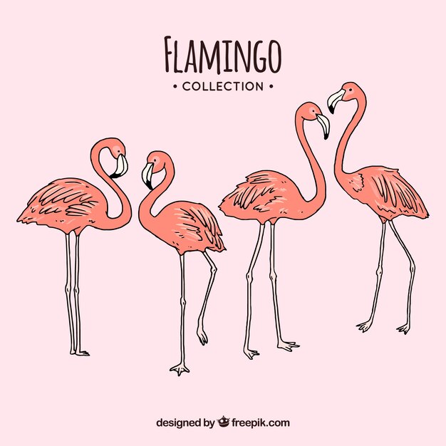 Conjunto de flamencos rosa con posturas diferentes