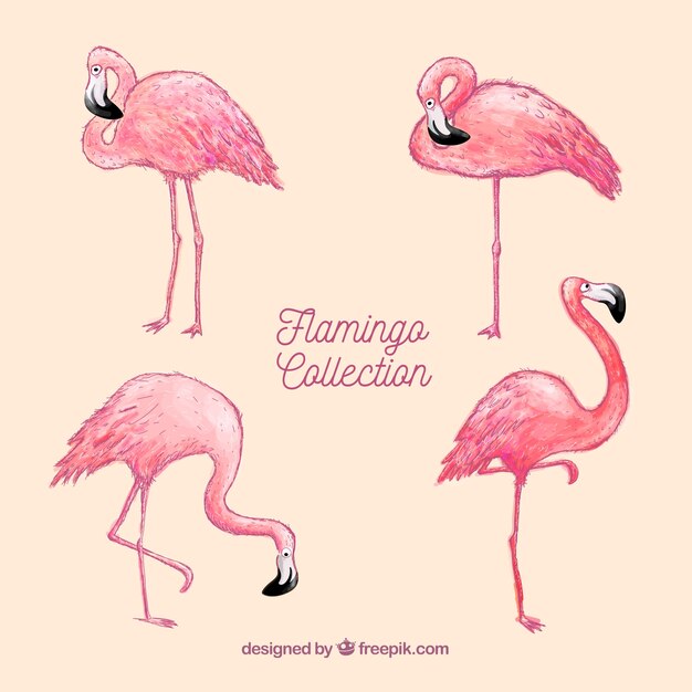 Conjunto de flamencos rosa con posturas diferentes