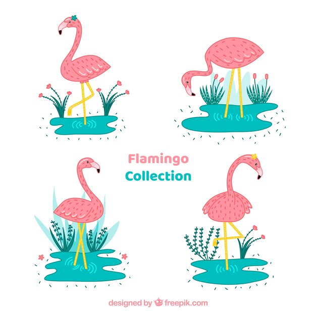 Conjunto de flamencos rosa con posturas diferentes