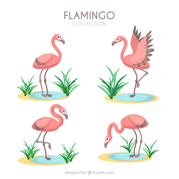 Conjunto de flamencos rosa con posturas diferentes