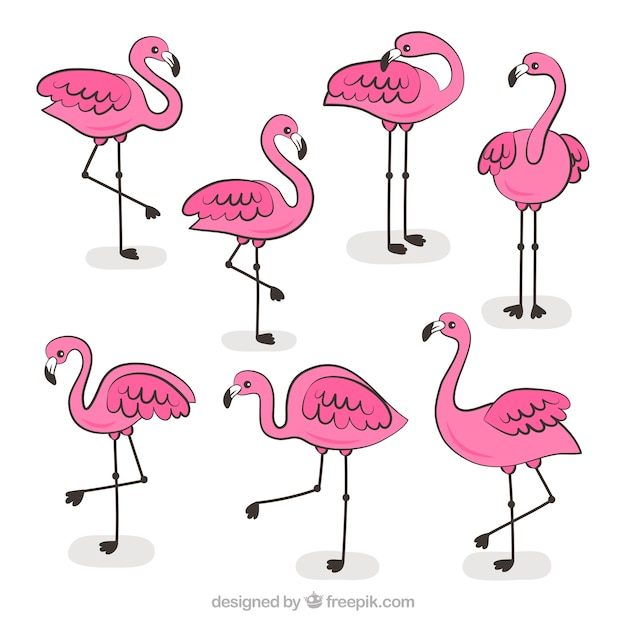 Conjunto de flamencos rosa con posturas diferentes