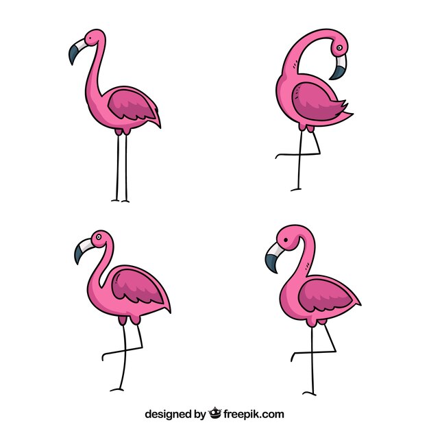 Conjunto de flamencos rosa con posturas diferentes