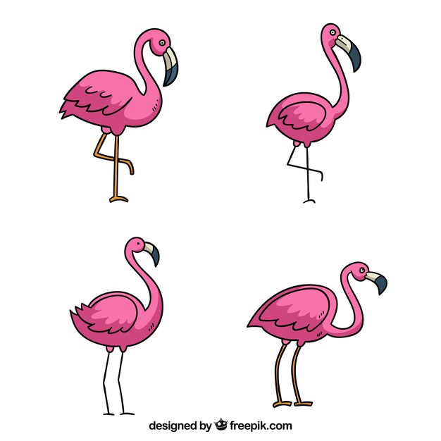 Conjunto de flamencos rosa con posturas diferentes