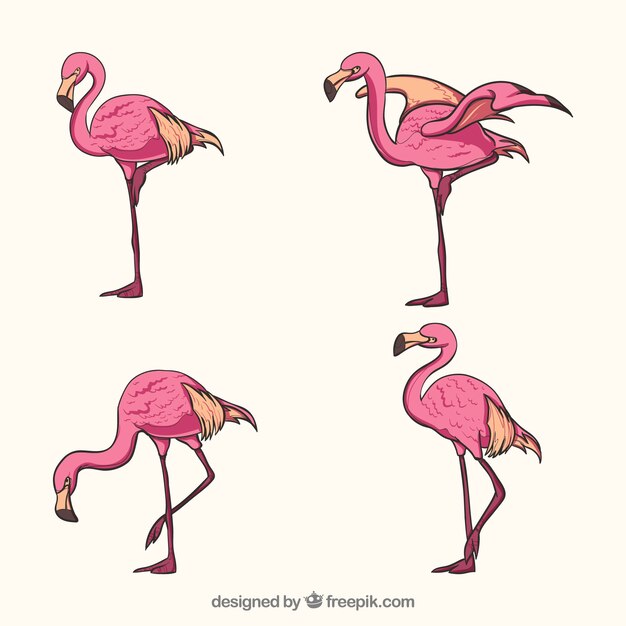 Conjunto de flamencos rosa con posturas diferentes