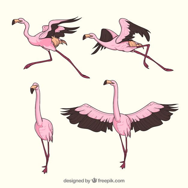 Conjunto de flamencos rosa con posturas diferentes