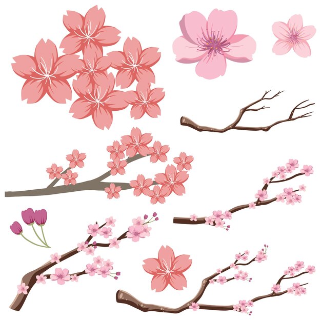 Conjunto de flor de cerezo sakura japonesa