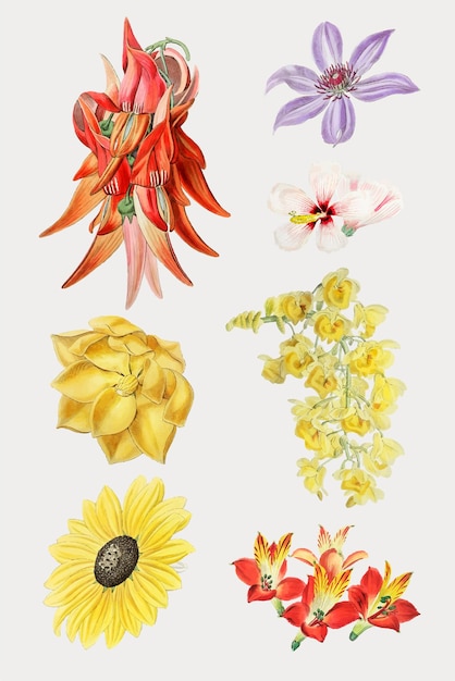 Conjunto de flores coloridas vector dibujado a mano