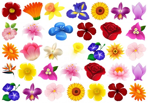 Conjunto de flores diferentes