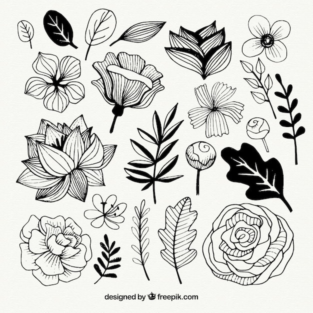 Conjunto de flores y hojas dibujadas a mano vector gratuito