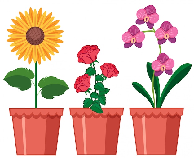 Vector gratuito un conjunto de flores en maceta