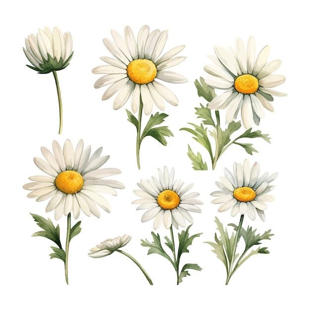 Conjunto de flores de margarita de acuarela clipart