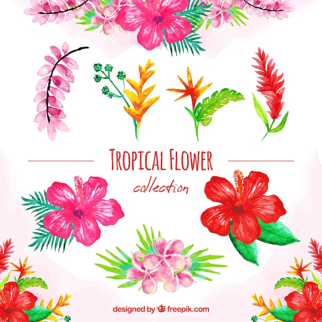 Vector gratuito conjunto de flores tropicales coloridas en acuarela