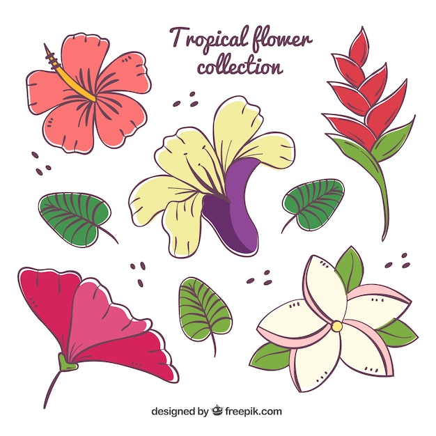 Conjunto de flores tropicales coloridas dibujadas a mano