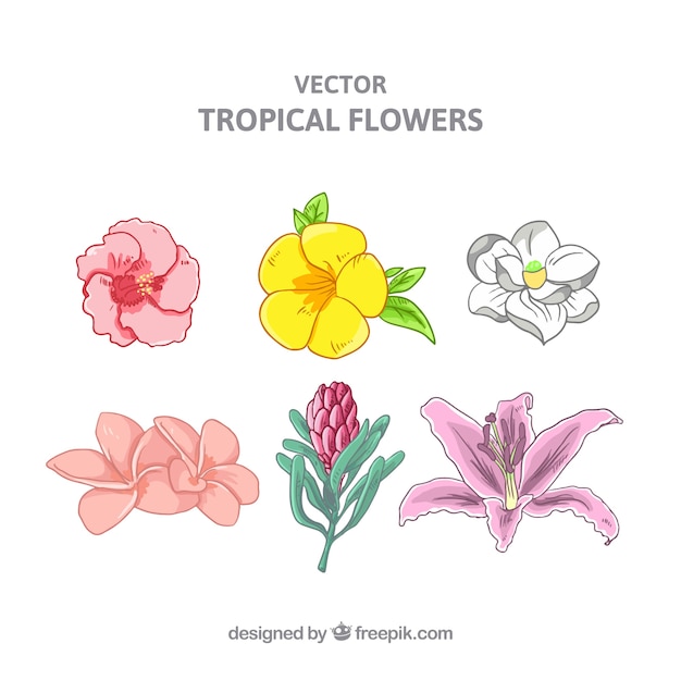 Conjunto de flores tropicales dibujados a mano