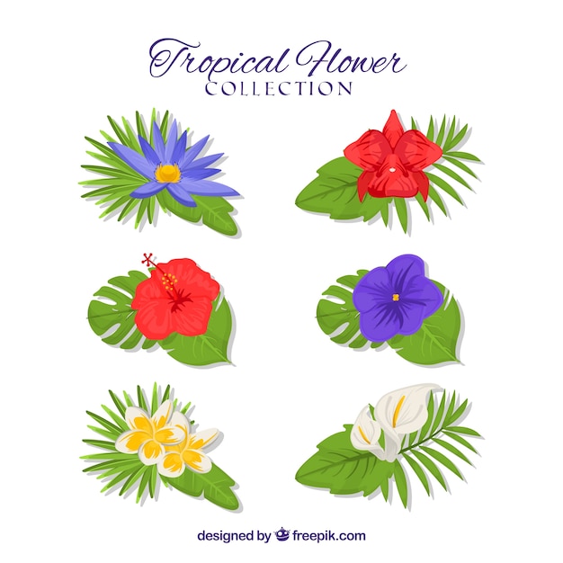 Vector gratuito conjunto de flores tropicales