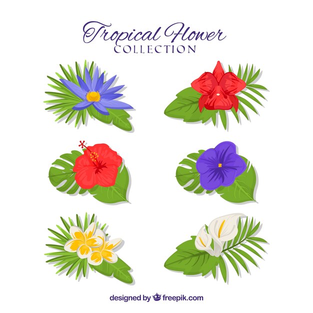 Conjunto de flores tropicales