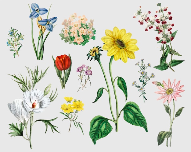 Conjunto de flores de la vendimia