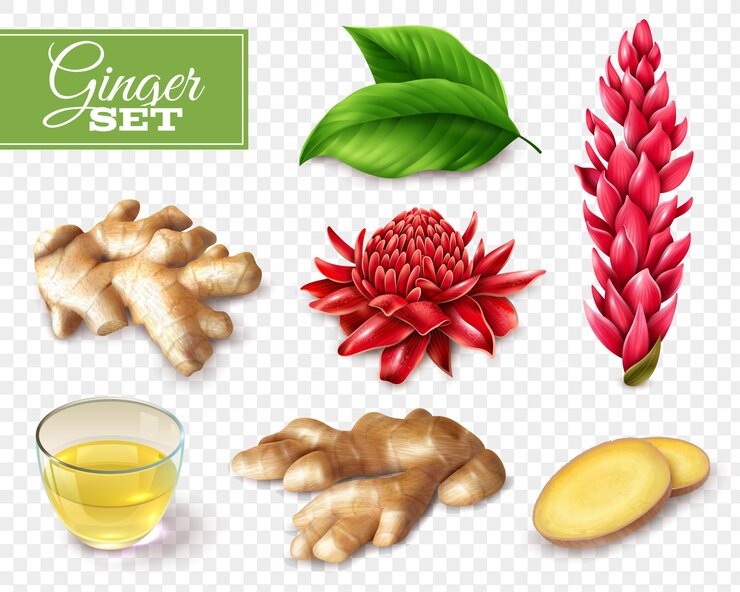 Vector gratuito conjunto de fondo transparente de jengibre