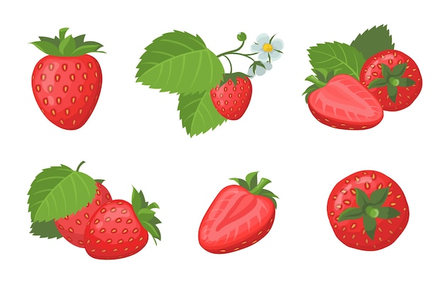 Conjunto de fresa madura fresca. Bayas de verano rojas jugosas enteras y en rodajas con hojas aisladas en blanco. Ilustración plana