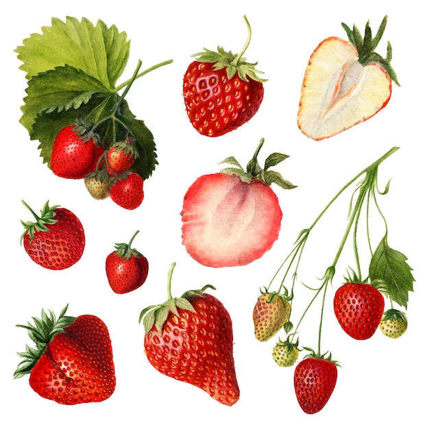 Conjunto de fresas frescas naturales dibujadas a mano