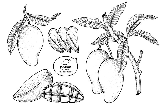 Conjunto de fruta de mango elementos dibujados a mano ilustración botánica
