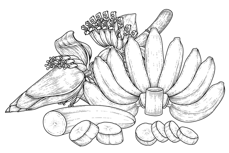 Vector gratuito conjunto de fruta de plátano y boceto dibujado a mano de flor de plátano