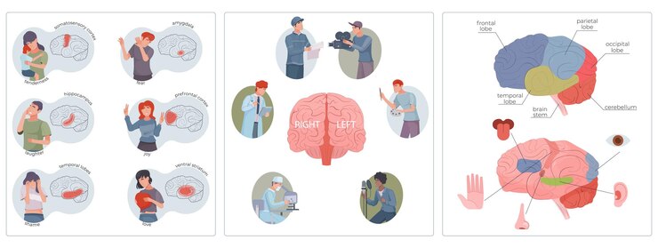 Vector gratuito conjunto de funciones cerebrales con símbolos de tallo y lóbulo ilustración vectorial aislada plana