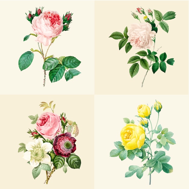 Vector gratuito conjunto de hermosas rosas florecientes