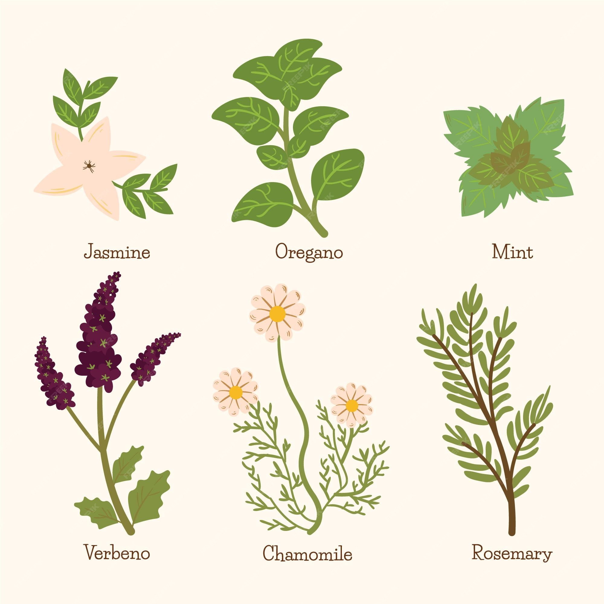 Vectores e ilustraciones de Plantas medicinales para descargar gratis |  Freepik