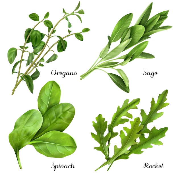 Conjunto de hierbas y especias realistas plantas frescas orégano salvia espinaca rúcula
