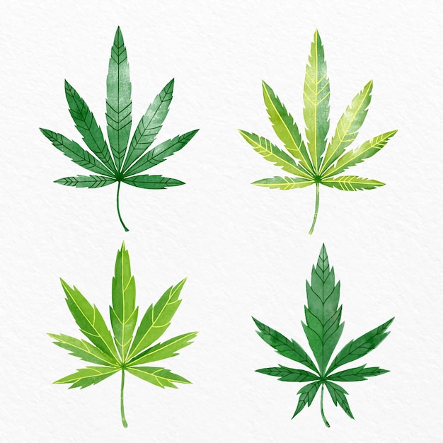 Conjunto de hojas de cannabis acuarela