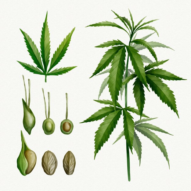 Vector gratuito conjunto de hojas de cannabis botánico