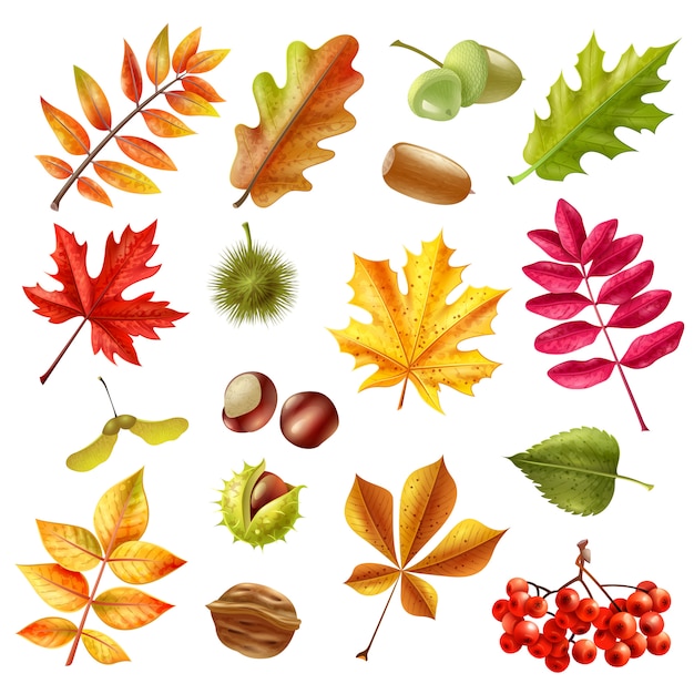 Conjunto de hojas de otoño