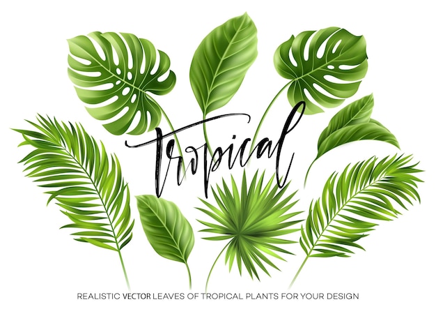 Vector gratuito conjunto de hojas de palmeras tropicales aisladas sobre fondo blanco.