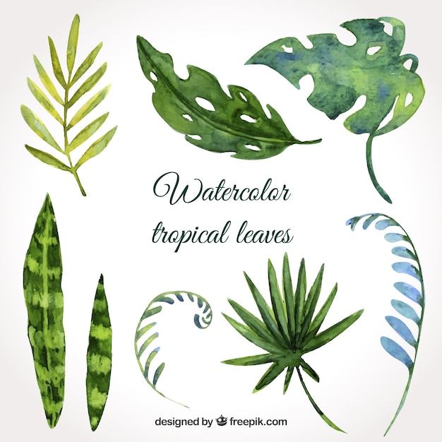 Vector gratuito conjunto de hojas tropicales de acuarela