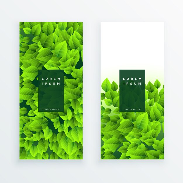 conjunto de hojas verdes banner