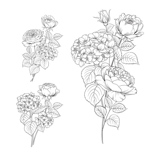 Conjunto de hortensias y rosas de dibujo a mano alzada.