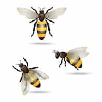 Vector gratuito conjunto de iconos de abejas