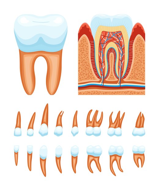 Conjunto de iconos de anatomía dental con vistas de perfil de la estructura dental e imágenes aisladas ilustraciones vectoriales de raíces múltiples