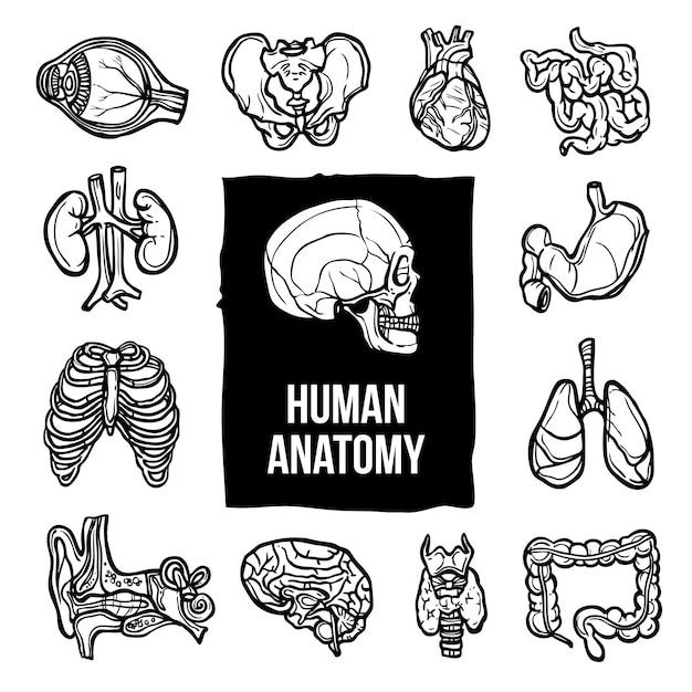 Conjunto de iconos de anatomía