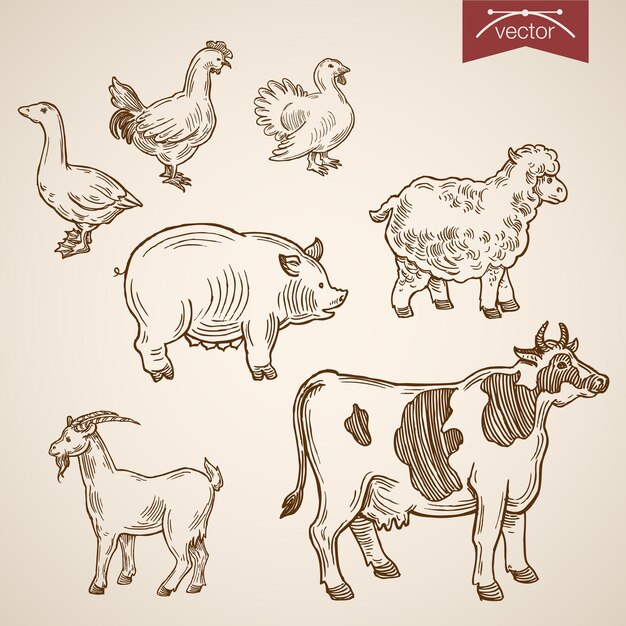 Conjunto de iconos de animales divertidos amigables con la granja doméstica.