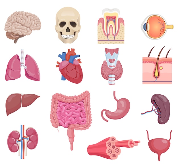 Órganos Internos Del Cuerpo Del Niño Anatomía Humana Médica Para Niños